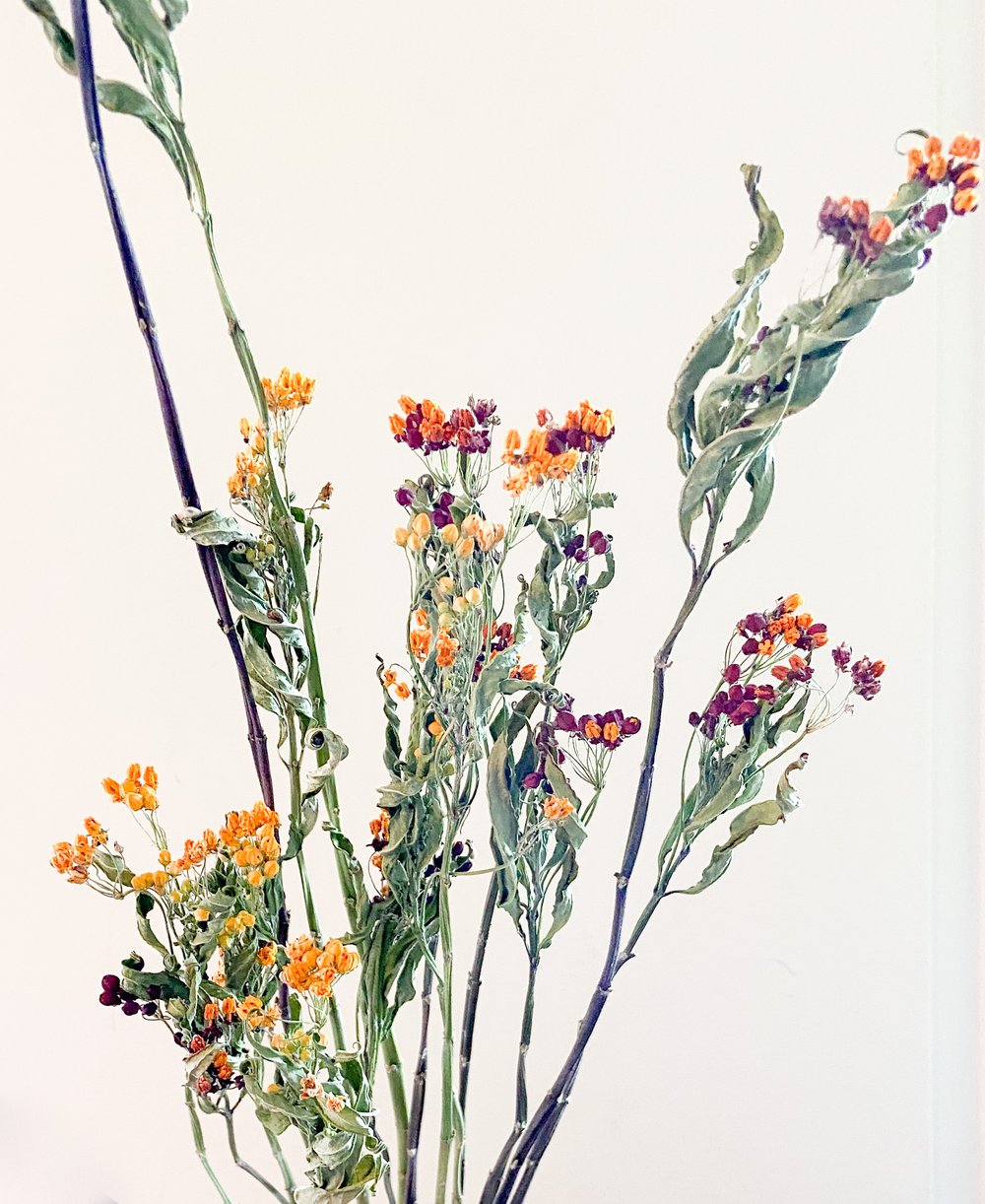 Dried Milkweed — KB Flowers